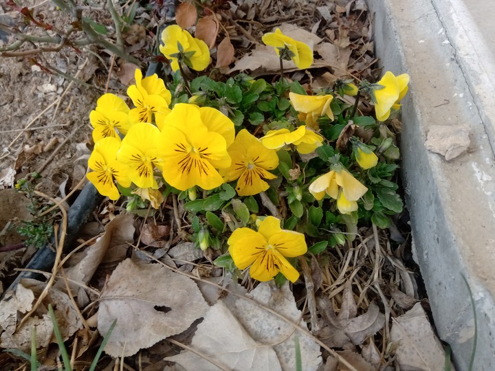 violets