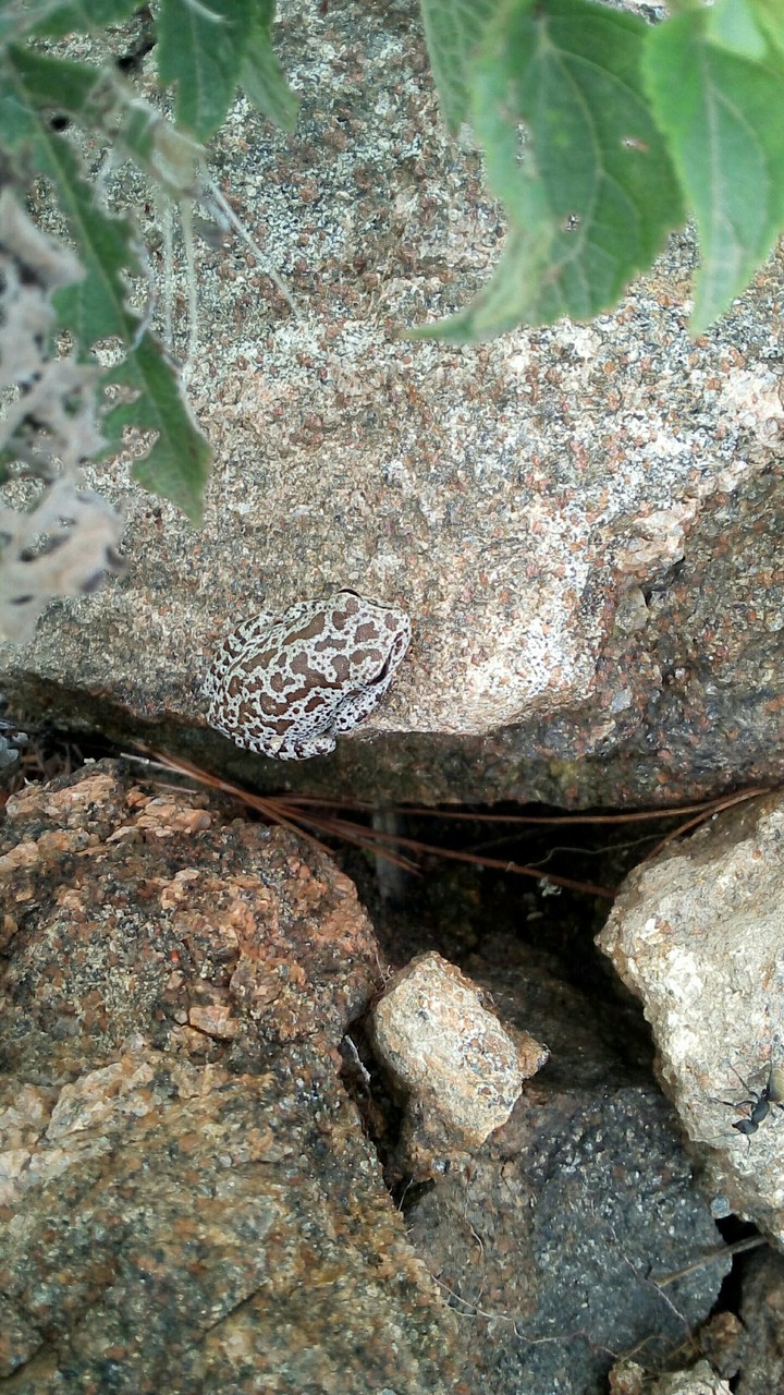 la rana camuflada