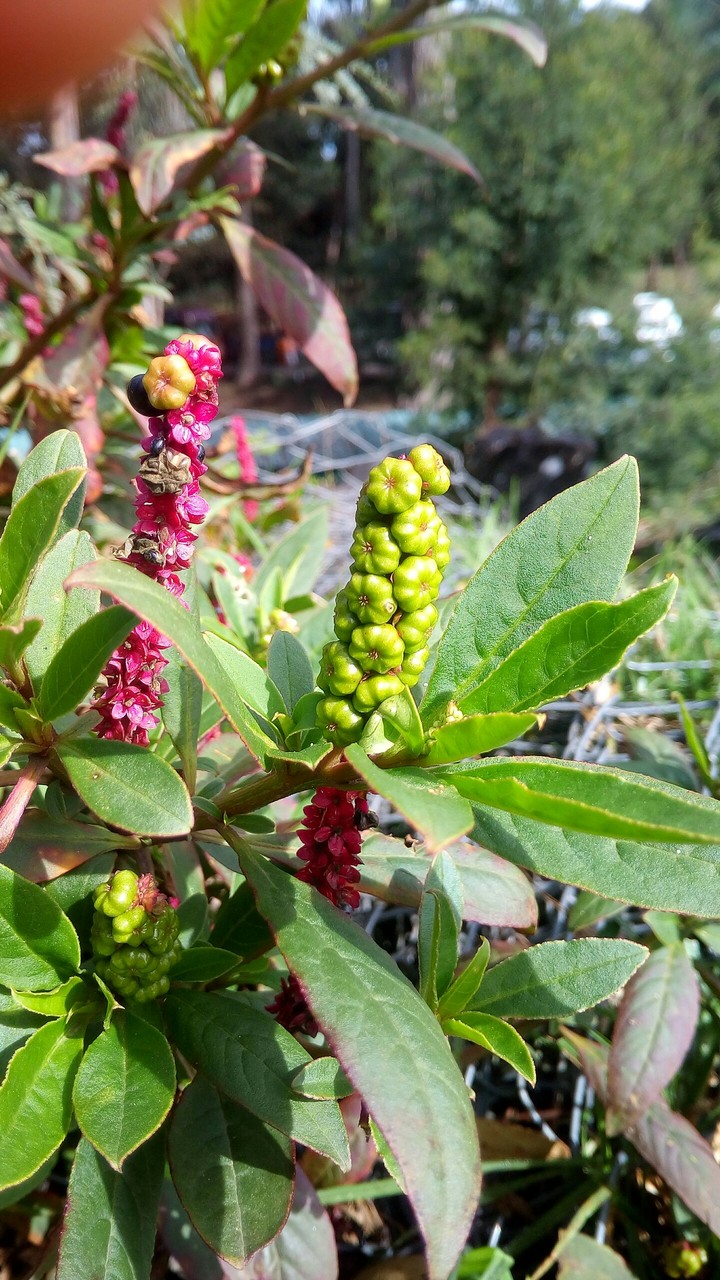 Flower beauty