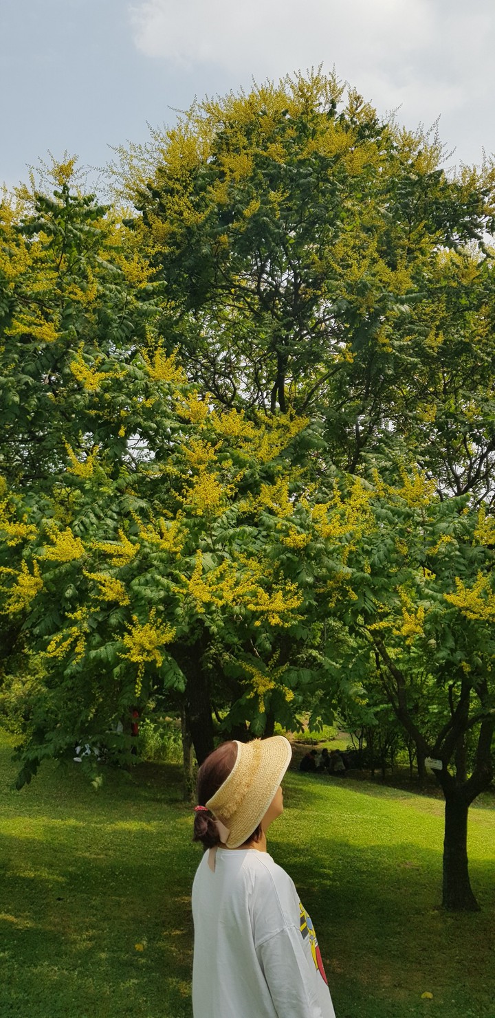 tree