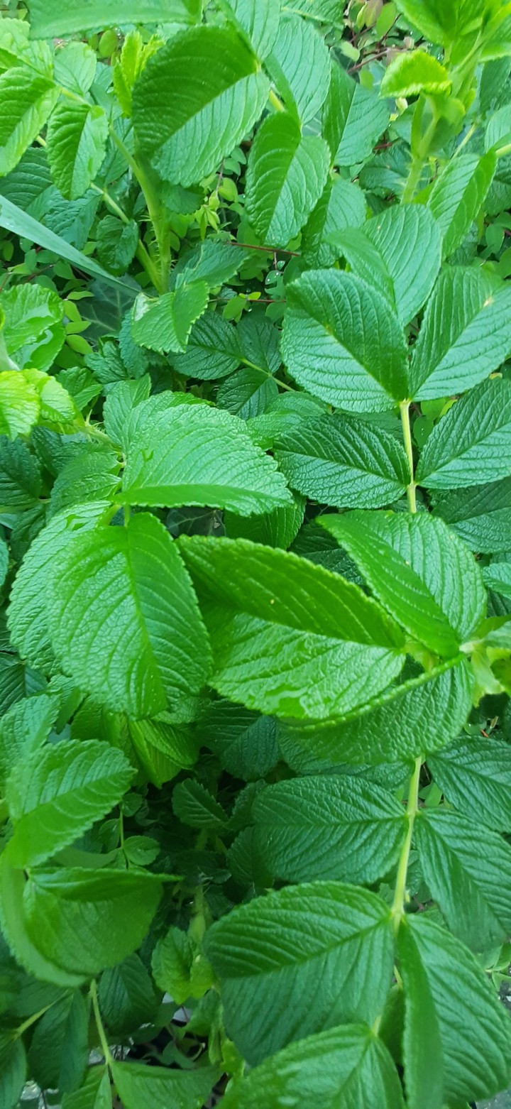 nice green background
