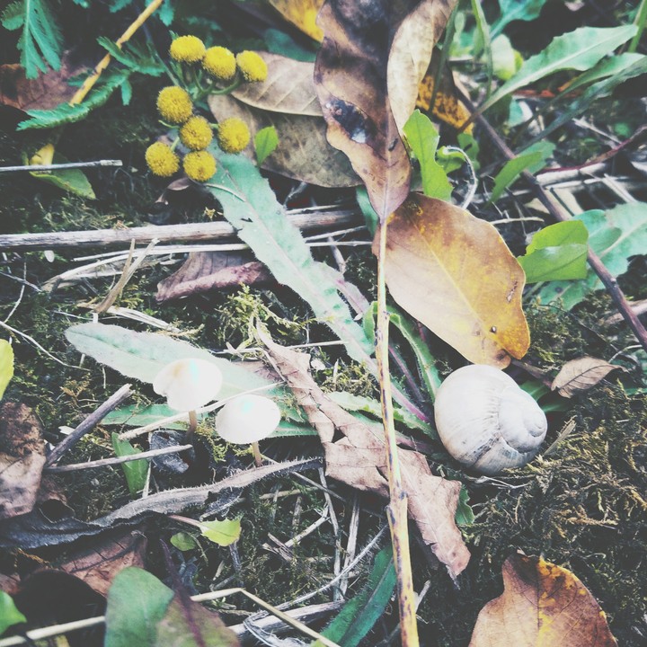 Natures