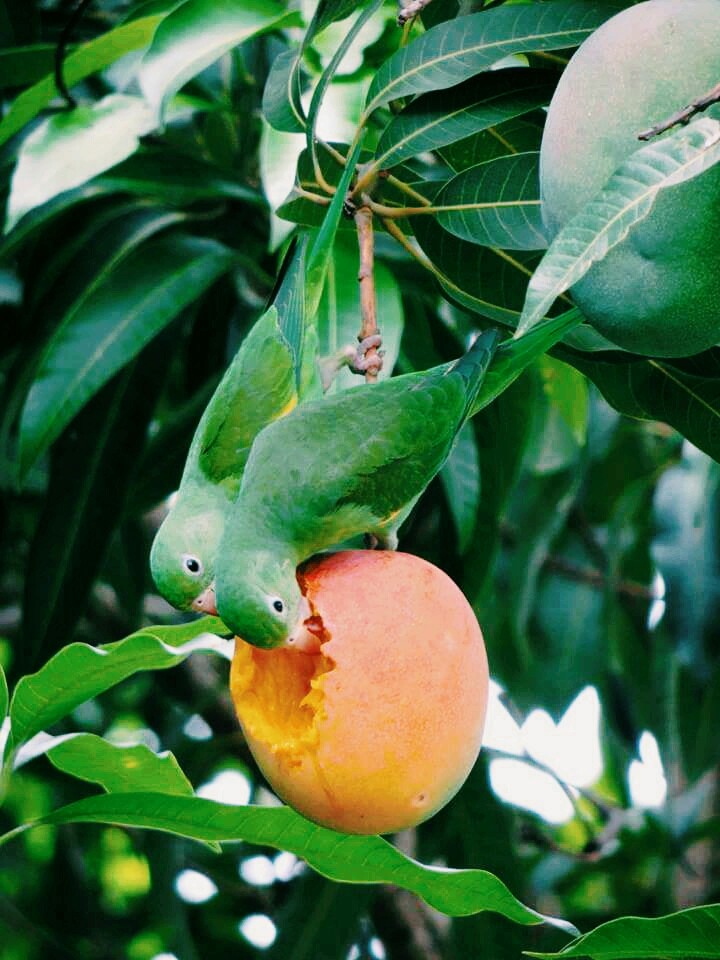 mango tree