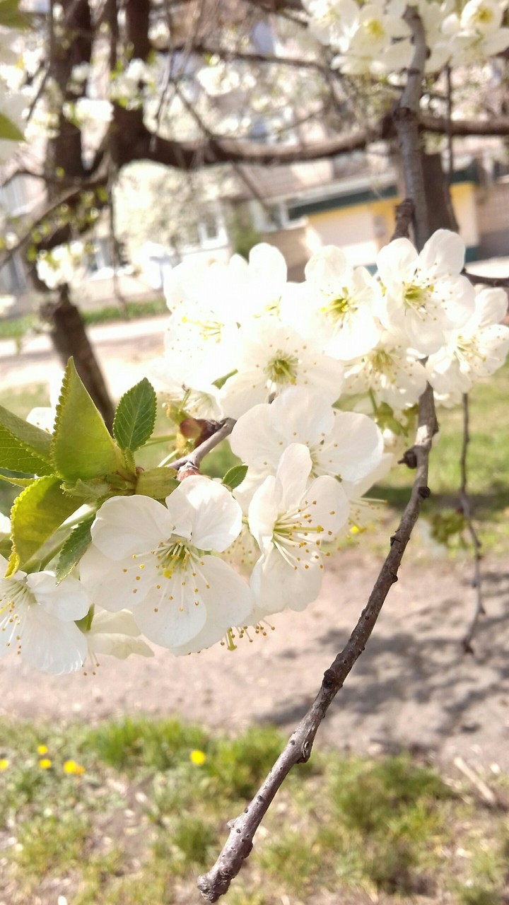 сакура