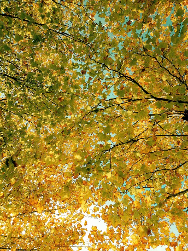 Autumn