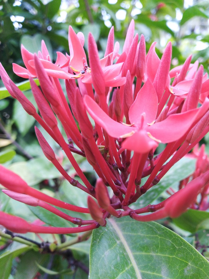 flower