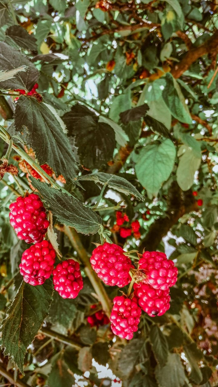 blackberry