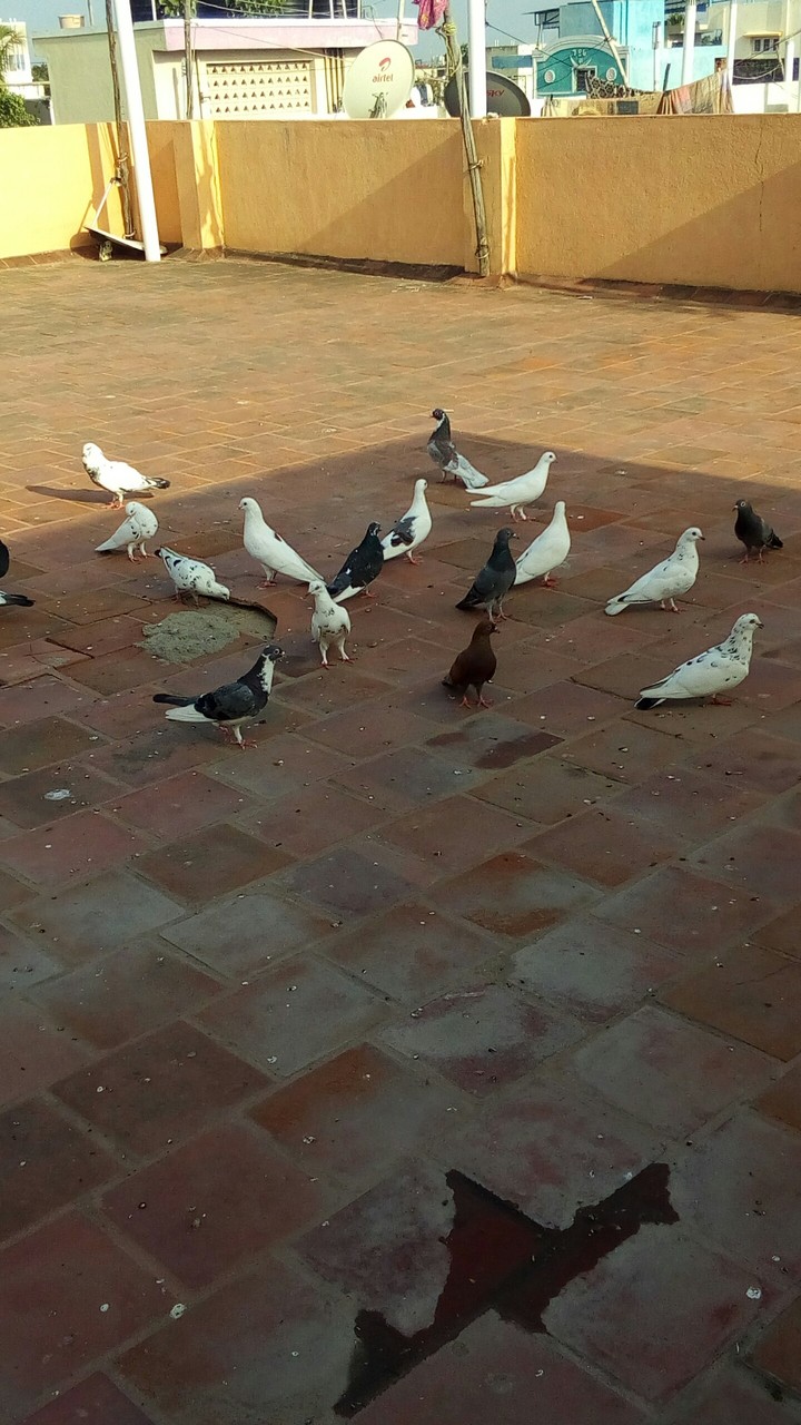 Bird's
