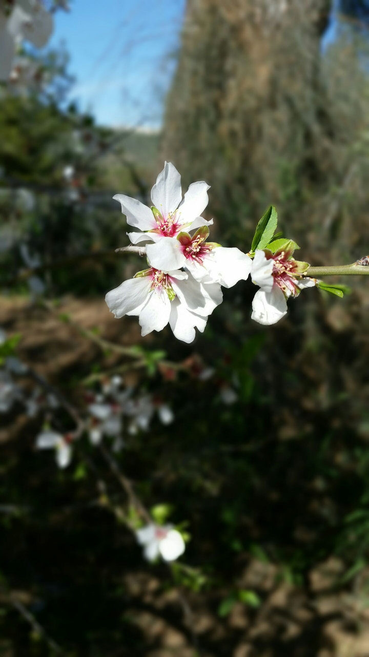my perspective (almond tree)