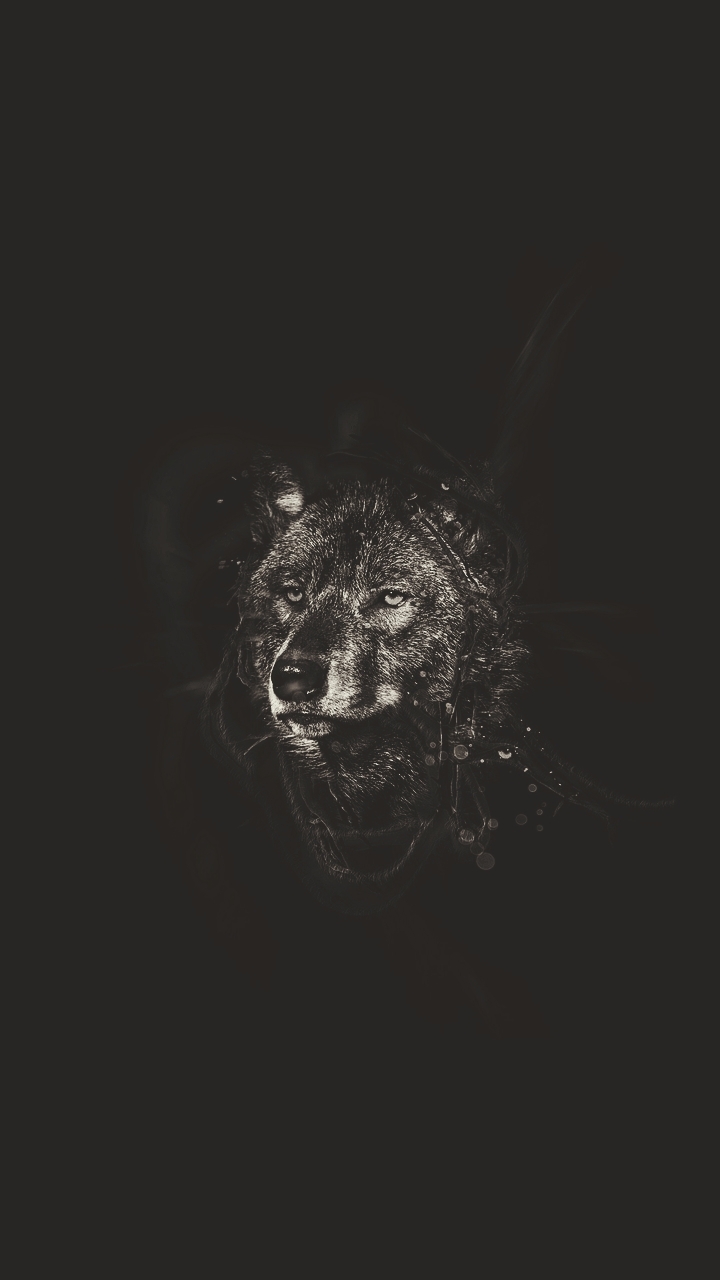 the wolf