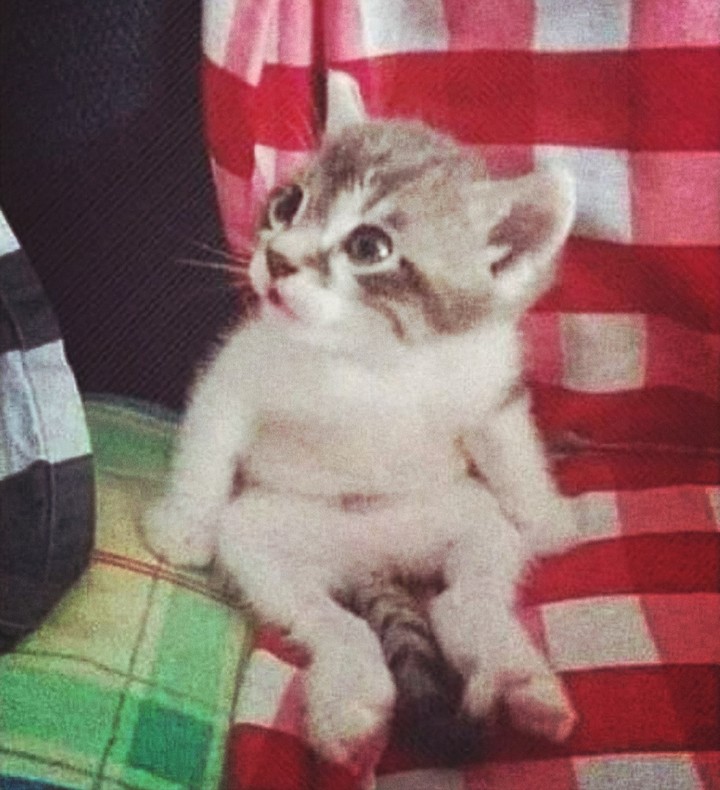 gatinho