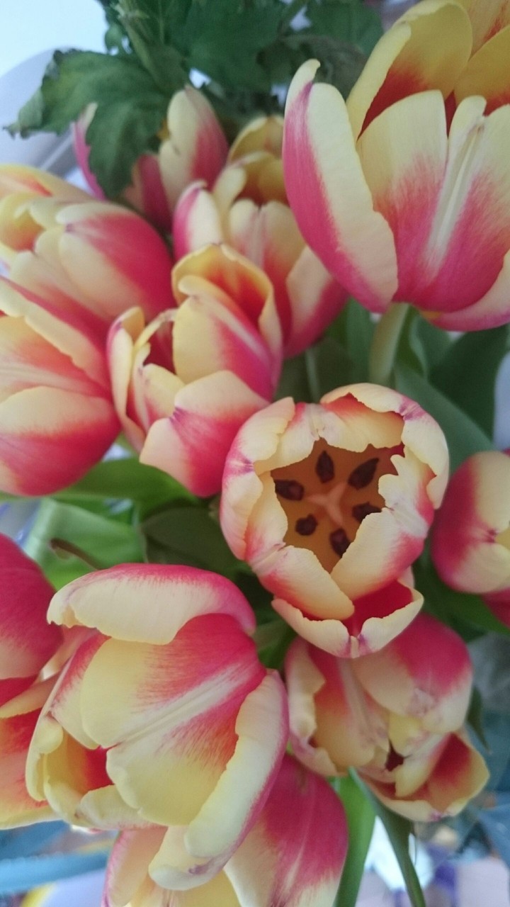 Tulips