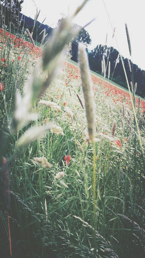 Summer Feeling