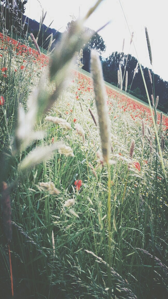 Summer Feeling