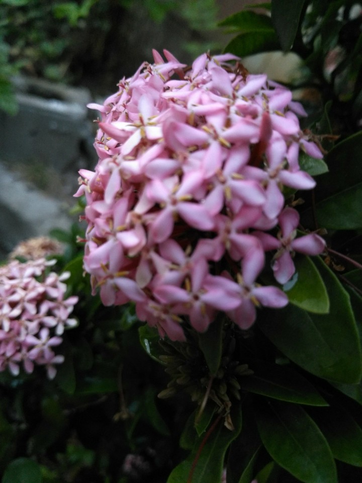 pink flower