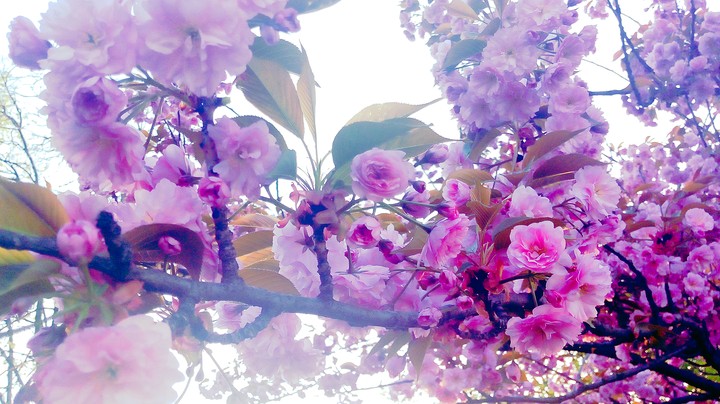 flowers