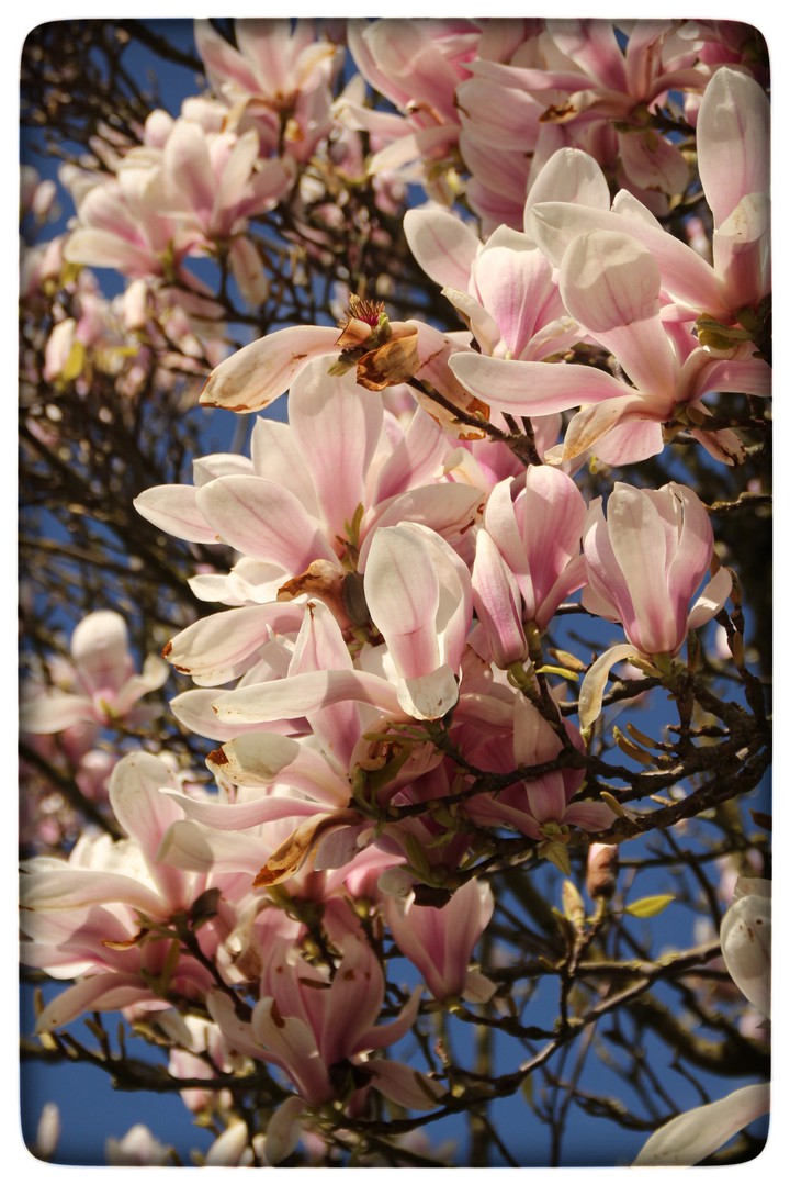 magnolia