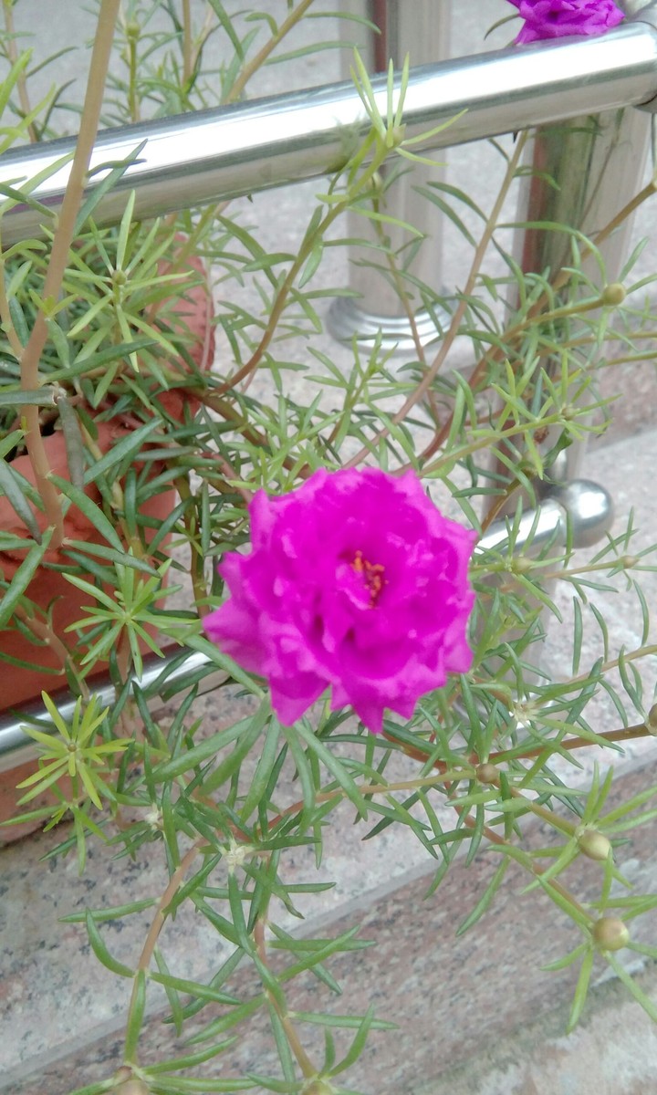 flower