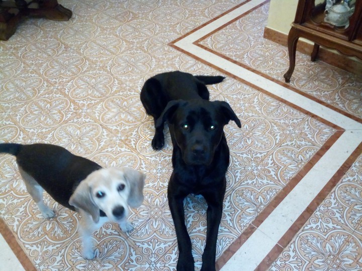 animali