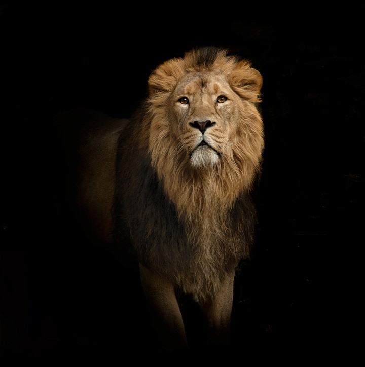 king of king