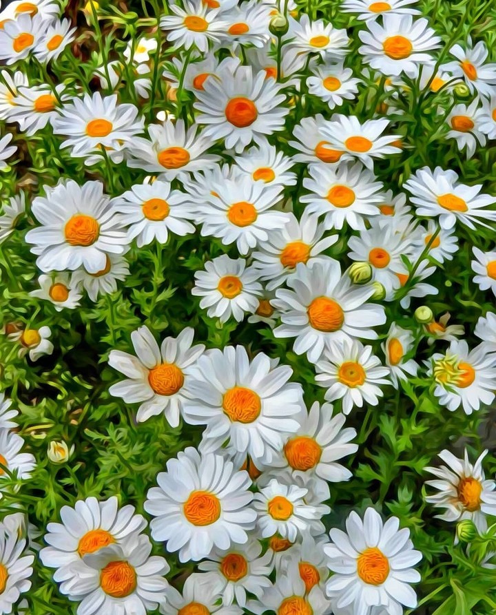 daisy