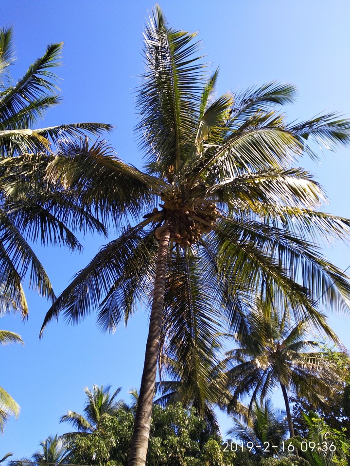 Coconut tree
