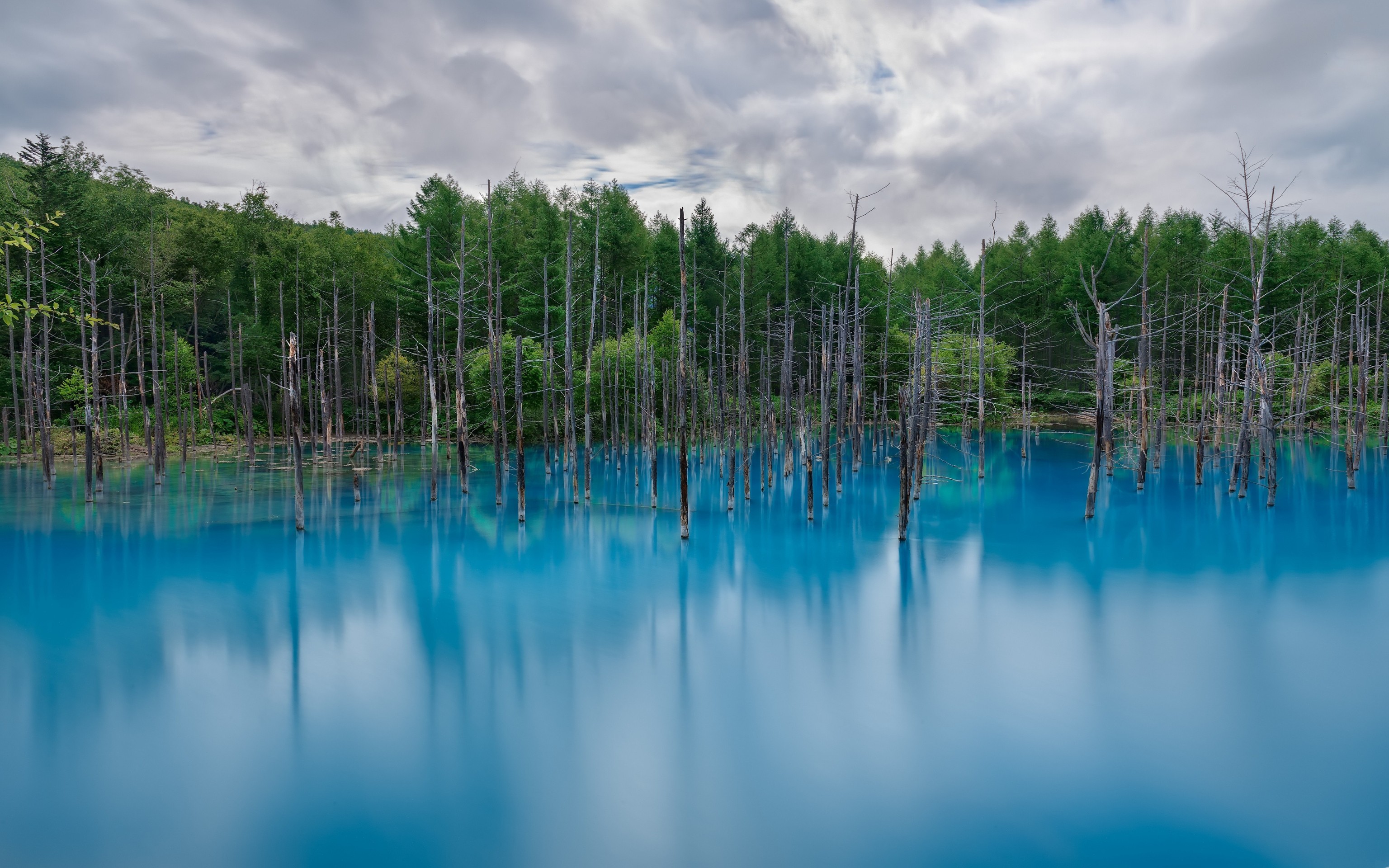 hình nền reflection, forest