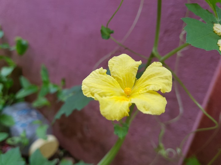 No filter yellow