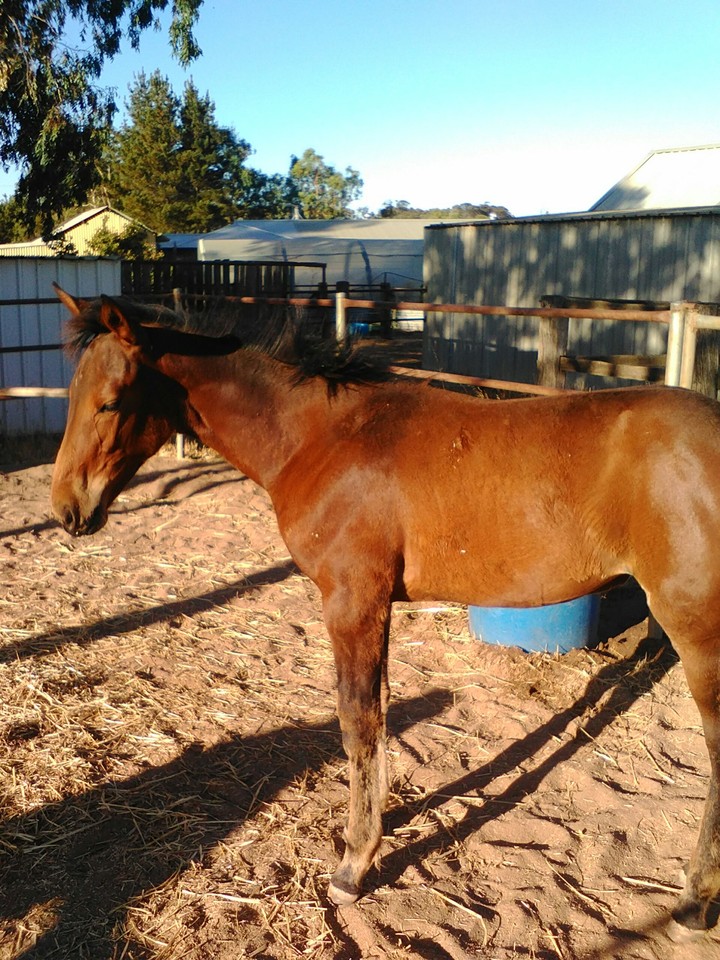 horse