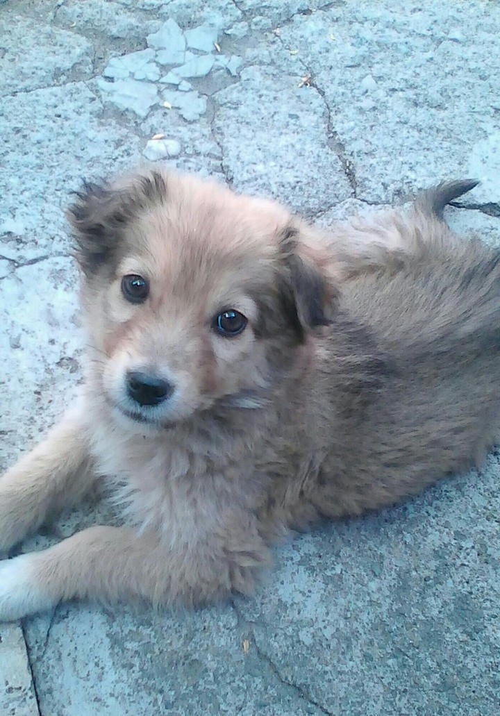 Little 
