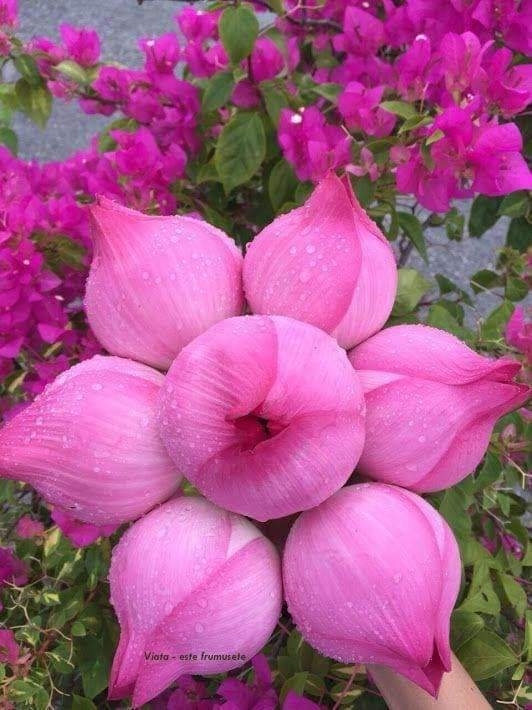 Tulipan