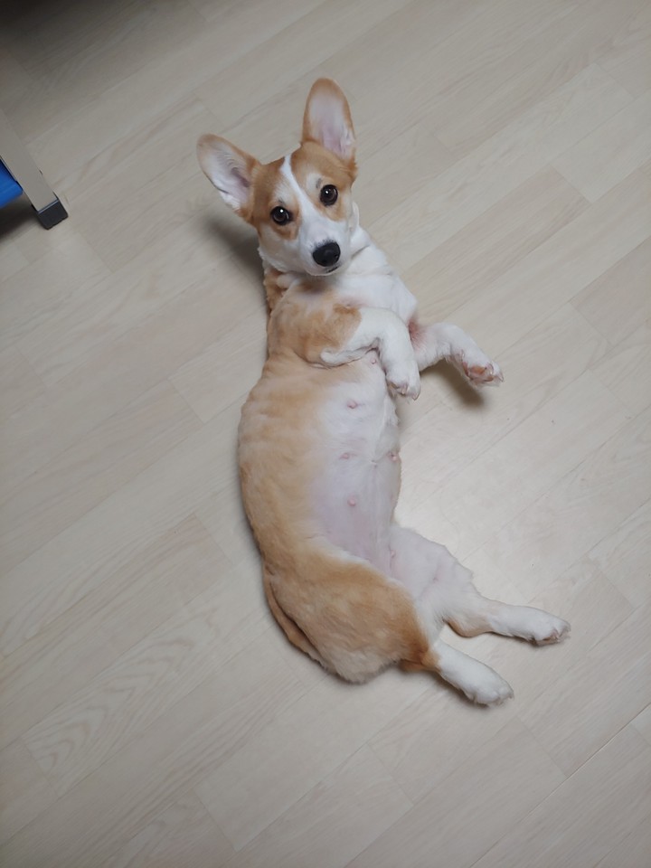 웰시코기
