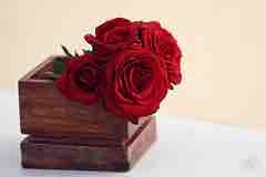 Rosss..