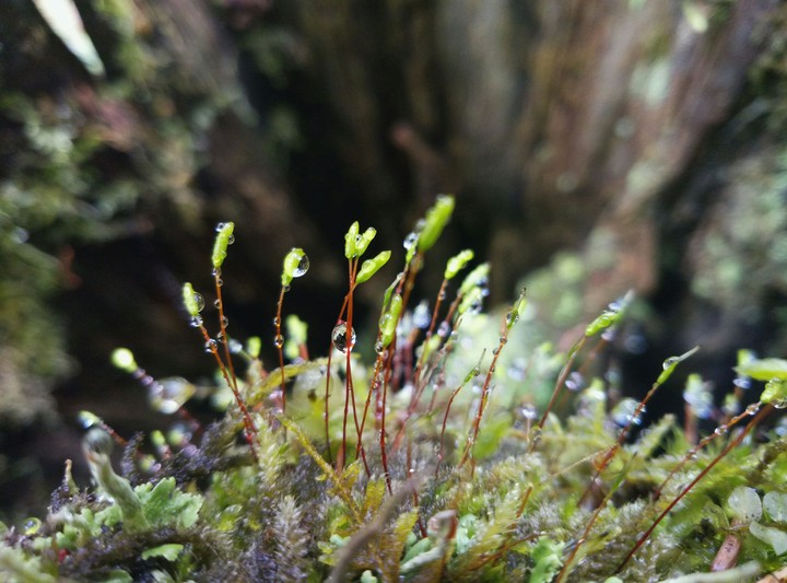 moss