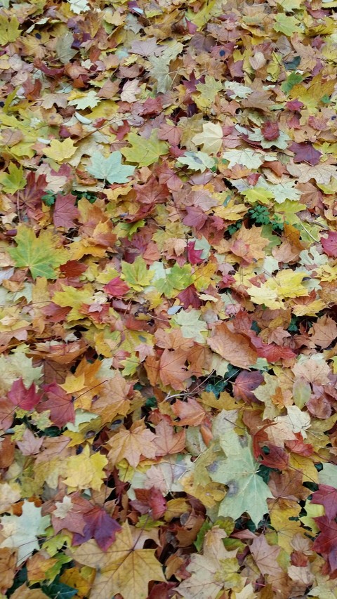 colorful leaves