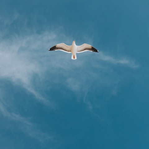 Eagle