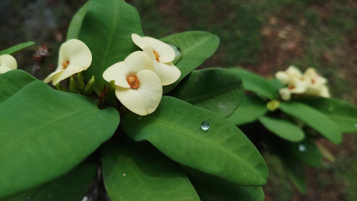In Rainy season Flower