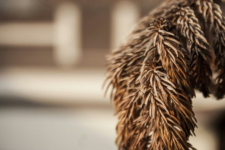 Close Up