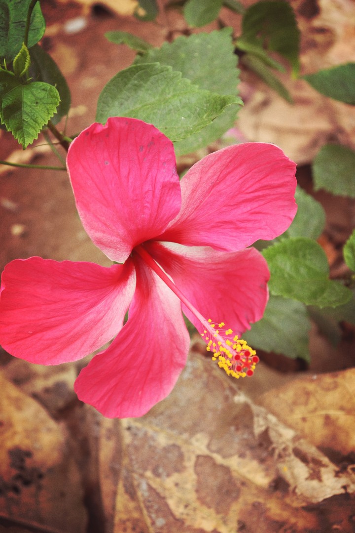 Hibiscus (mandharam)