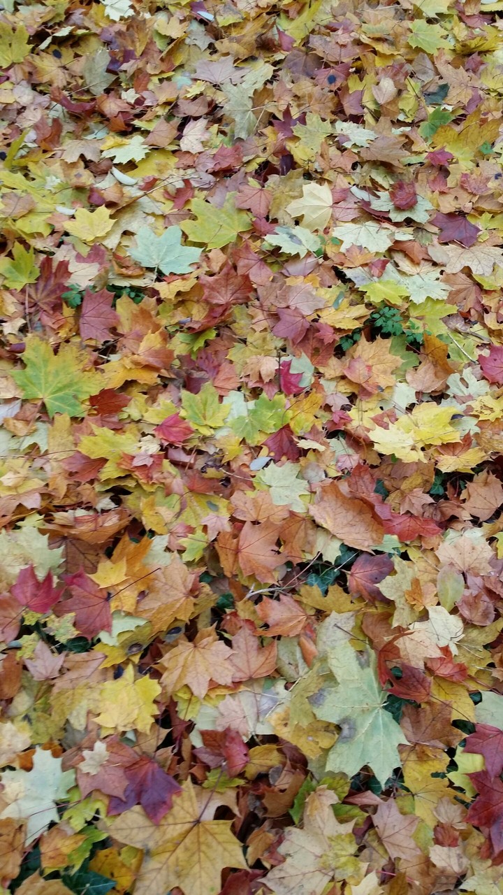 colorful leaves