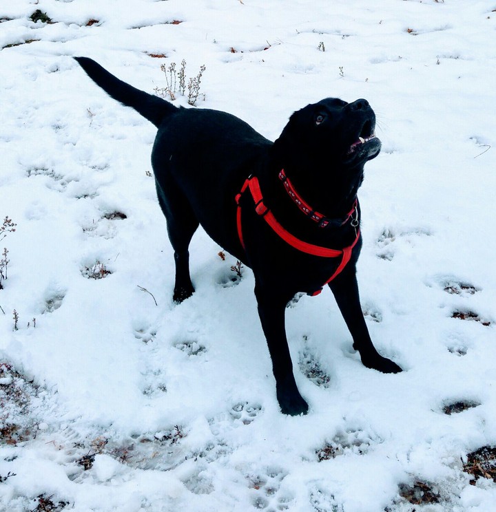 Day in the snow