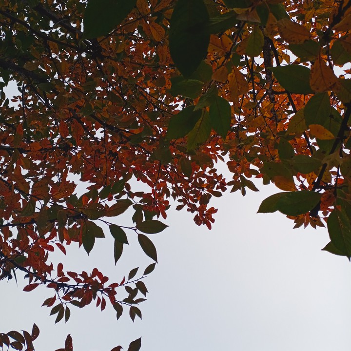 Autumn
