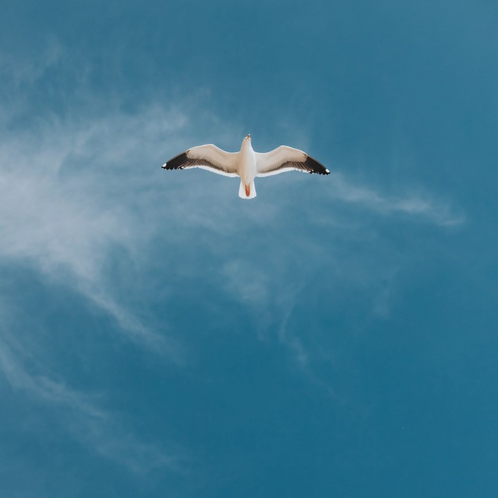 Eagle