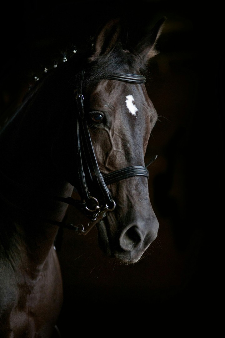 horse