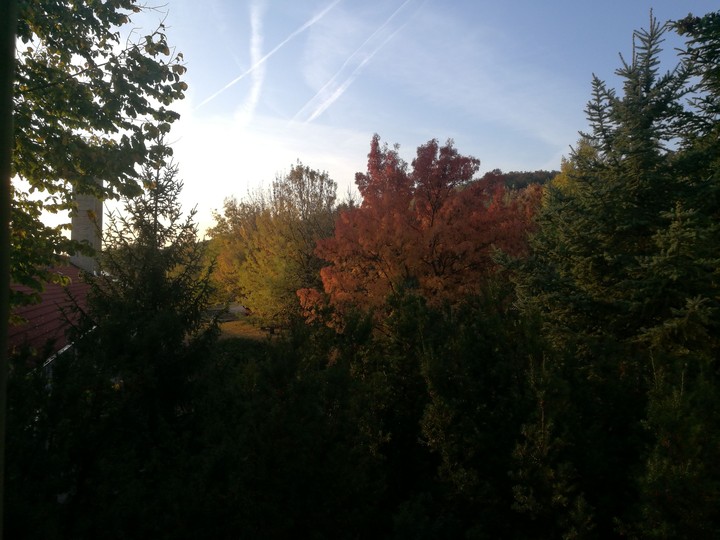 forest