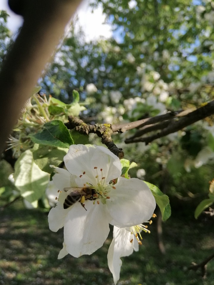 Nature