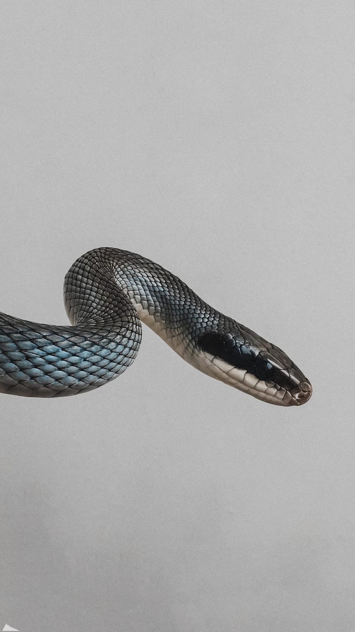 snake