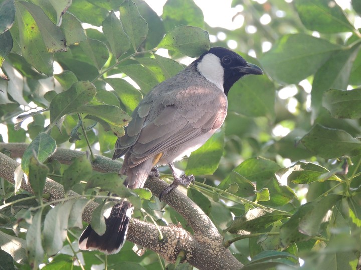 beautiful bird's