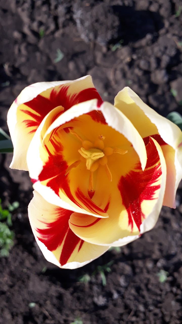 Tulip