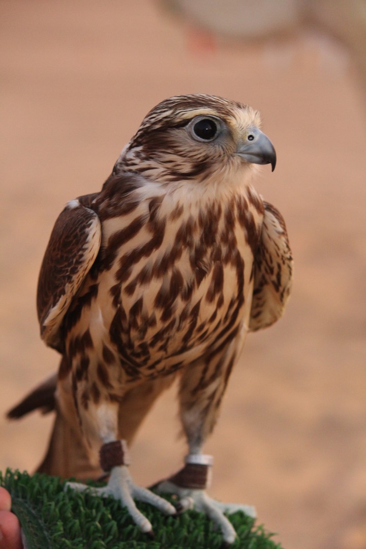 Falcon